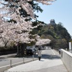 犬山城と桜