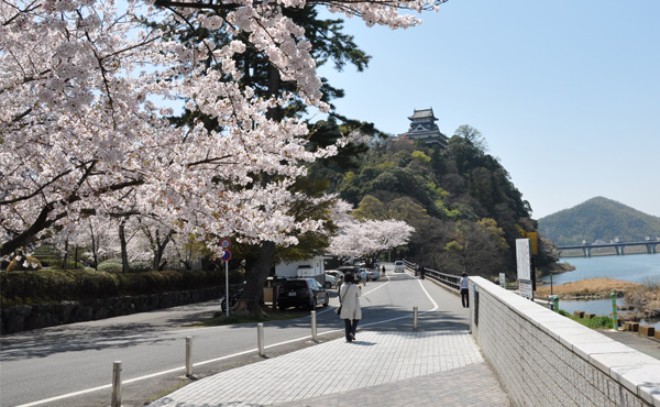 犬山城と桜